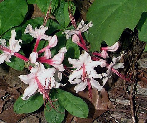 Pinxterbloom Azalea