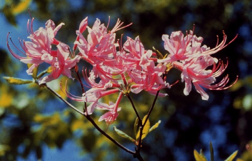 Pinxterbloom Azalea