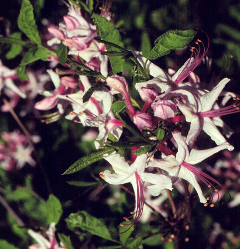 Pinxterbloom Azalea