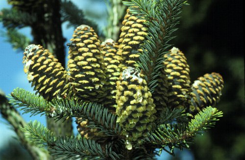 Abies fraseri (Fraser Fir, Mountain Balsam, She-Balsam, Southern Balsam)