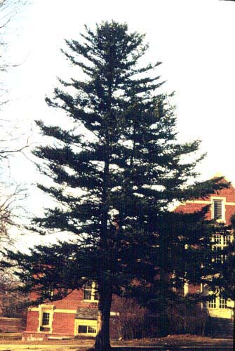 Nikko Fir