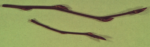 Allegheny Serviceberry