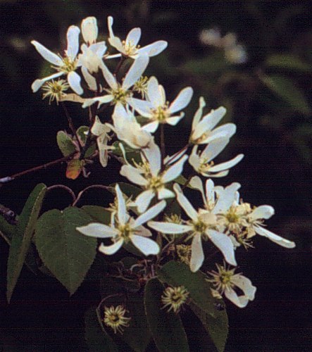 Allegheny Serviceberry