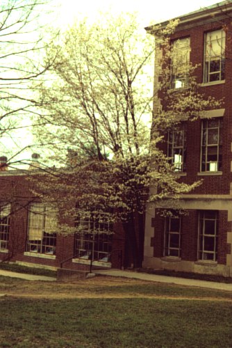 Allegheny Serviceberry