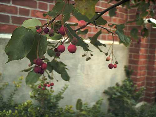 Allegheny Serviceberry