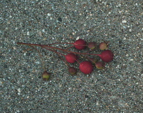 Allegheny Serviceberry