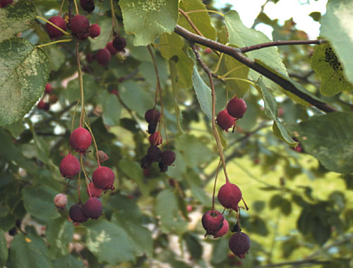 Allegheny Serviceberry