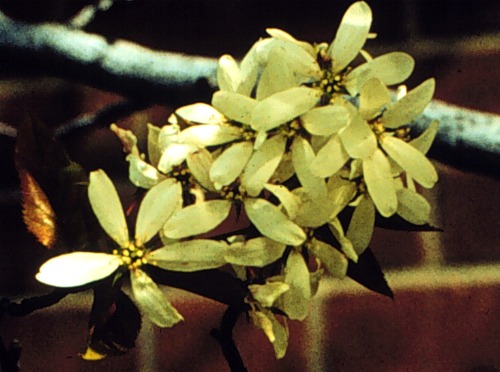 Allegheny Serviceberry