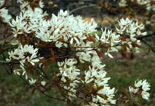 Allegheny Serviceberry