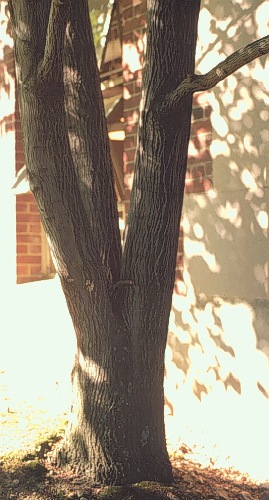 Allegheny Serviceberry