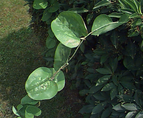 Dutchmen's Pipe