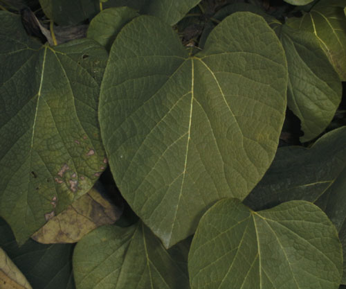 Dutchmen's Pipe