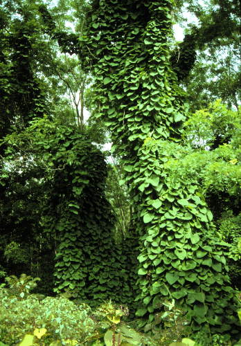 Dutchmen's Pipe