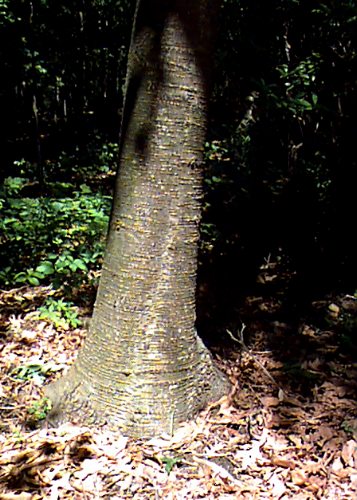 CRCCD – Black Birch (a.k.a. Sweet Birch) EcoR – Connecticut's Conservation  Districts