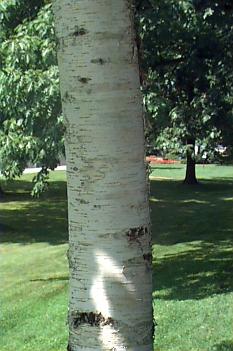Monarch Birch
