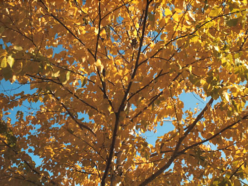 Monarch Birch