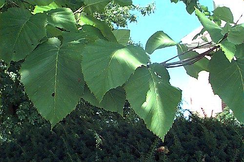 Monarch Birch