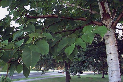 Monarch Birch