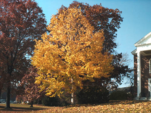 Monarch Birch