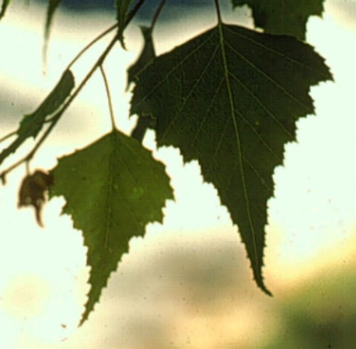 Gray Birch (Betula populifolia)