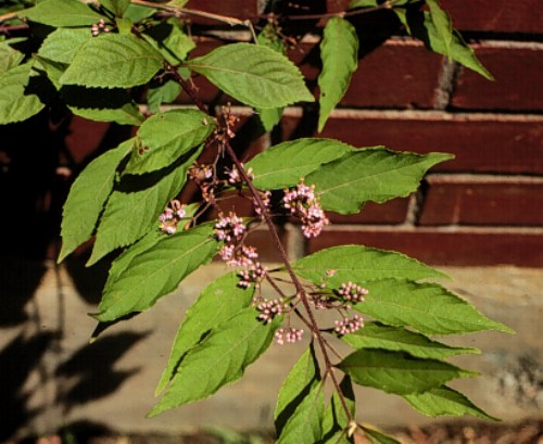 Japanese Beautyberry