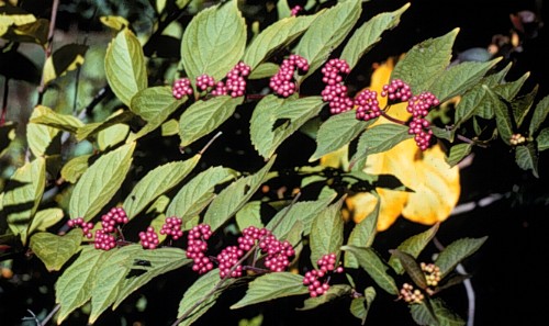 Japanese Beautyberry