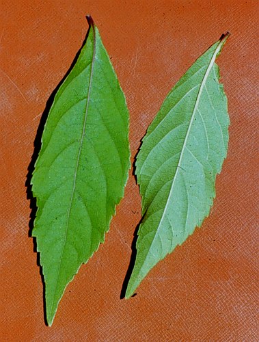 Japanese Beautyberry