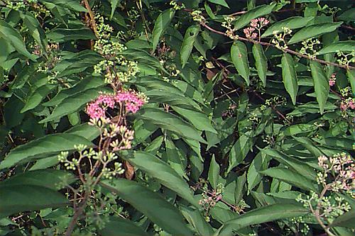 Japanese Beautyberry
