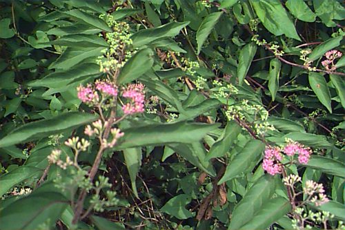 Japanese Beautyberry
