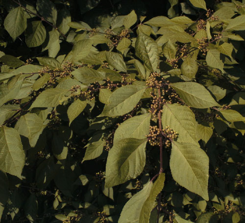 Japanese Beautyberry