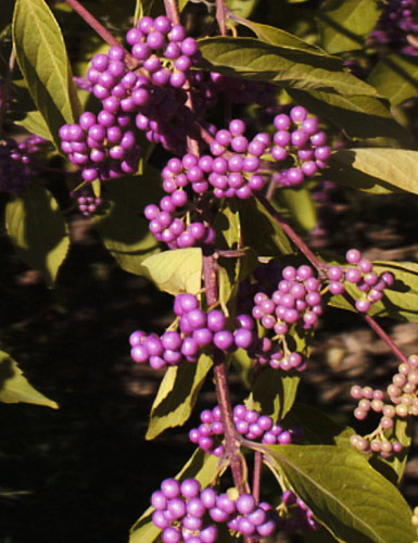 Japanese Beautyberry