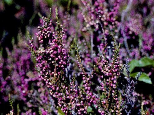 Bouquet of purple scotch heather bush (Calluna vulgaris, erica