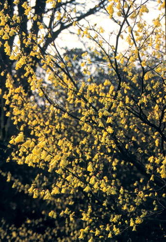 Buttercup Winterhazel