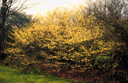 Buttercup Winterhazel