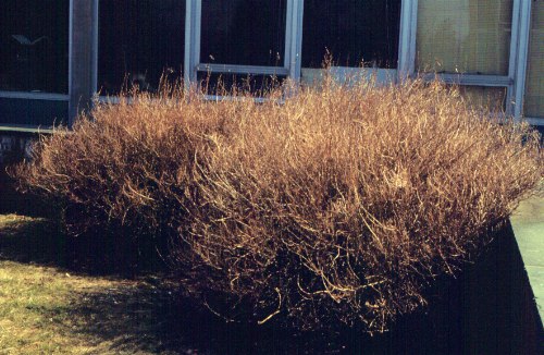 Image of Slender deutzia in winter