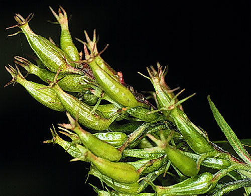 Southern Bush-honeysuckle