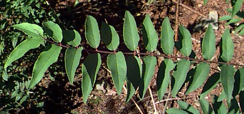 Southern Bush-honeysuckle