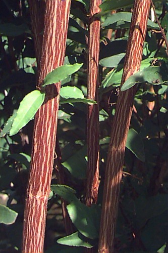 Southern Bush-honeysuckle