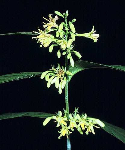 Southern Bush-honeysuckle