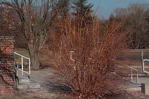 Southern Bush-honeysuckle