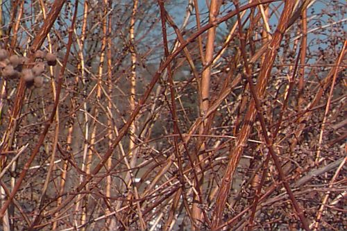 Southern Bush-honeysuckle