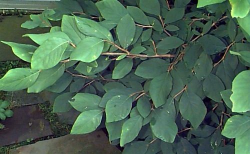 Leatherwood, Wicopy