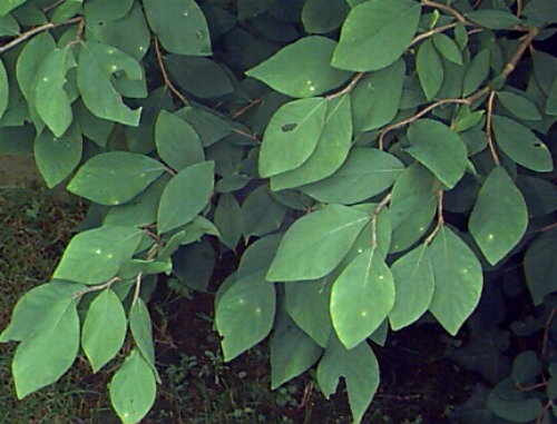 Leatherwood, Wicopy