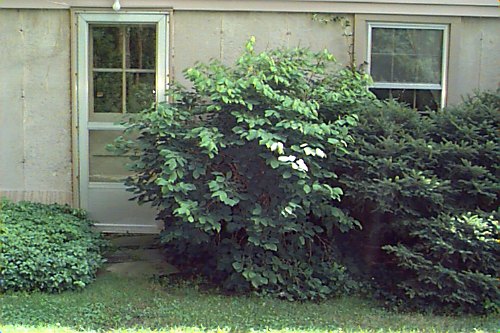 Leatherwood, Wicopy