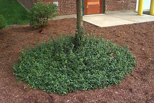 euonymus variegated ground cover