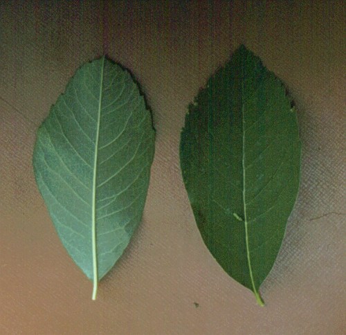 Common Pearlbush