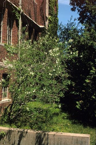 Common Pearlbush