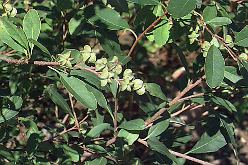 Common Pearlbush