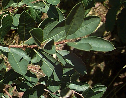 Common Pearlbush