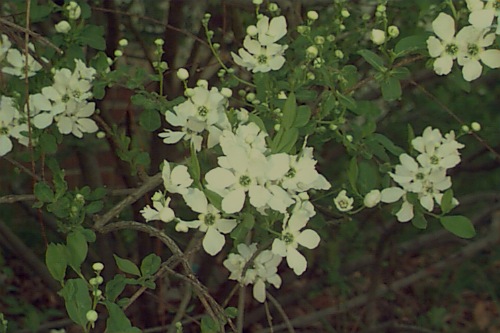 Common Pearlbush